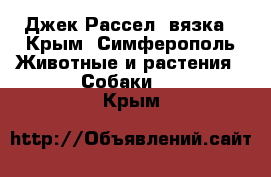 Джек Рассел -вязка - Крым, Симферополь Животные и растения » Собаки   . Крым